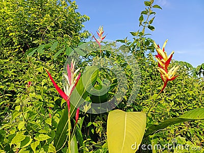 Bunga helicornia Stock Photo