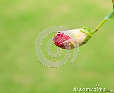 Bunga raya flowers blooming Stock Photo