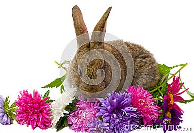 Bunny and aster flowers Stock Photo