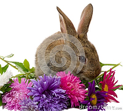 Bunny and aster flowers Stock Photo