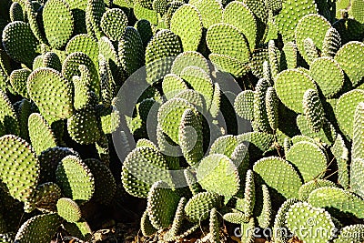 Bunny-ears Prickly Pear Cactus (Opuntia Microdasys), Closeup Stock Photo