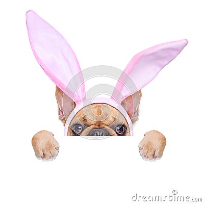 Bunny easter ears dog Stock Photo