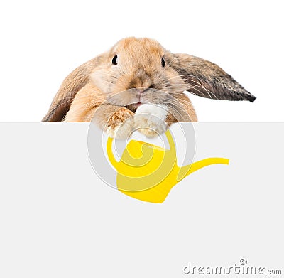 bunny holding a watering can and looking over a signboard. Isolated on white background Stock Photo