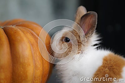 Little Bunny And Orange Pumpkin Stock Photo