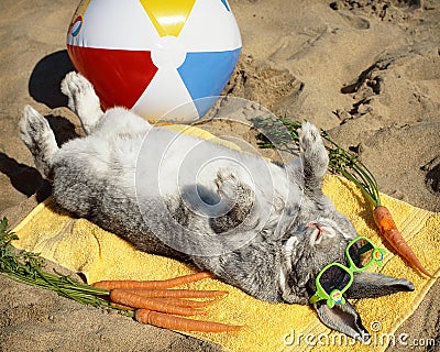 https://thumbs.dreamstime.com/x/bunny-rabbit-relaxing-sand-wearing-sunglasses-relaxes-vacation-enjoying-carrots-some-beach-ball-47577510.jpg