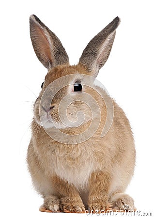 Bunny rabbit sitting in front of white background Stock Photo