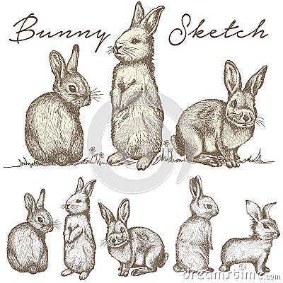 Bunny Rabbit Sketch illustration vector Vector Illustration