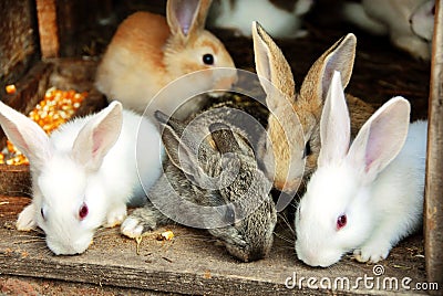 Bunny Rabbits family Stock Photo