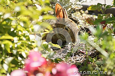 Bunny resting in the flower garden. Stock Photo