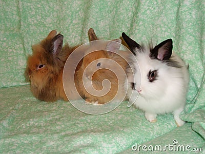 4 Months Old Lionhead and Longhair Lionhead Rabbits - Male and Female Stock Photo