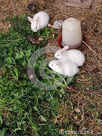 Bunnys and chicks Stock Photo