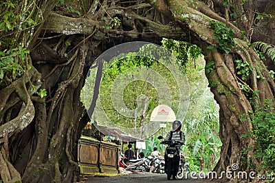 Bunut bolong Bali, Big Banyan Tree. Editorial Stock Photo