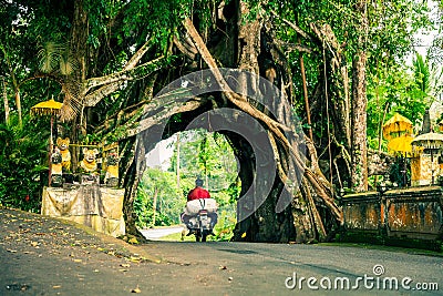 Bunut Bolong: Ficus Tree Tunnel At West Off-Beaten Track Editorial Stock Photo