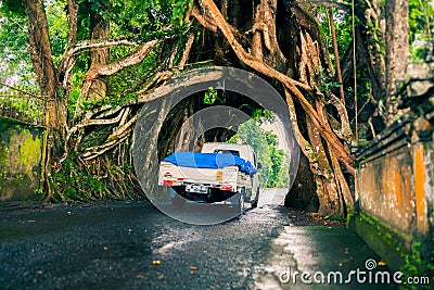 Bunut Bolong: Ficus Tree Tunnel At West Off-Beaten Track Editorial Stock Photo