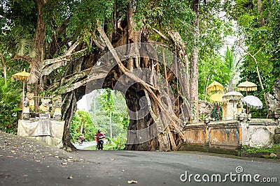 Bunut Bolong, Great huge tropical nature live green Ficus tree with tunnel arch of interwoven tree roots at the base for walking Editorial Stock Photo