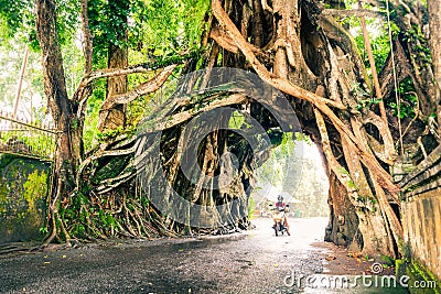 Bunut Bolong, Great huge tropical nature live green Ficus tree with tunnel arch of interwoven tree roots at the base for walking Editorial Stock Photo