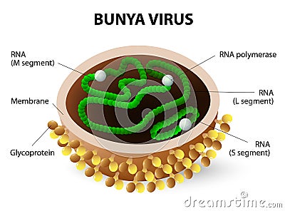 Bunya virus. Virion structure Vector Illustration