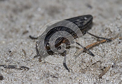 Buprestidae crawling on Pessoa in a pine forest. Stock Photo