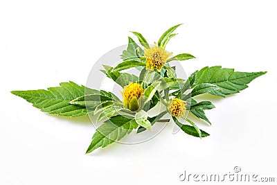 Bur-marigold - Bidens cernua Stock Photo