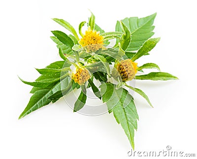 Bur-marigold - Bidens cernua - isolated on white Stock Photo