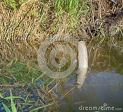 Burbot (Lota lota) is caught on fishing line for bottom fishing in forest river Stock Photo