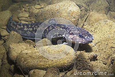 Burbot Lota lota close up, underwater photography Stock Photo