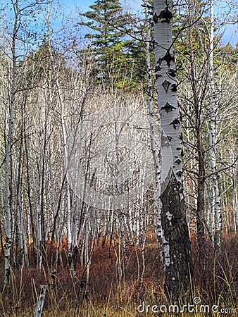 Burch Trunks in Early November, Eastern Washington Stock Photo