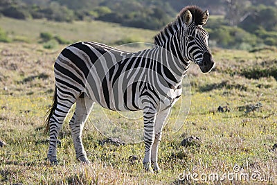 Burchell or Plains Zebra Stock Photo