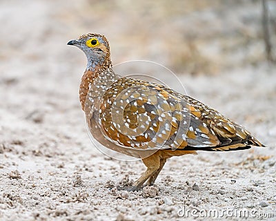 Burchell`s sandgrouse looking for food Stock Photo