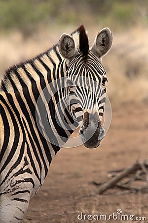 Burchell`s Zebra close up Stock Photo