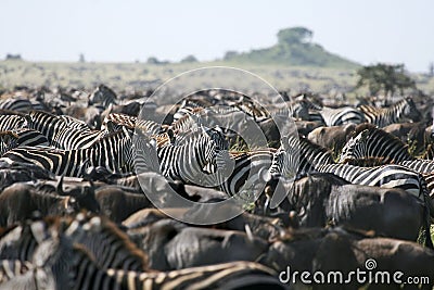 Burchell's zebra (Equus burchelli) Stock Photo