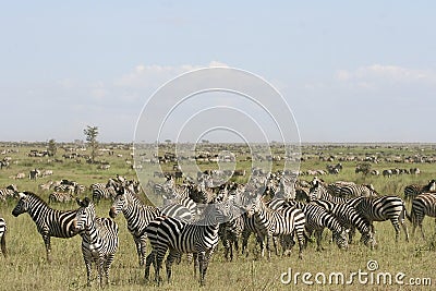 Burchell's zebra (Equus burchelli) Stock Photo