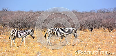 Burchell`s zebra, Equus quagga burchellii Stock Photo