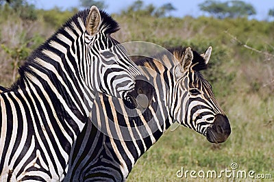 Burchells zebra (Equus quagga burchellii). Stock Photo