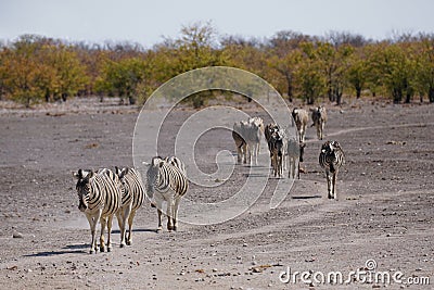 Burchell`s Zebra in Etosha National Park, Namibia Stock Photo