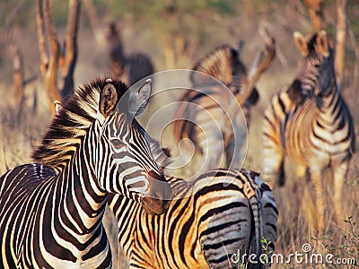 Burchell`s zebra Stock Photo