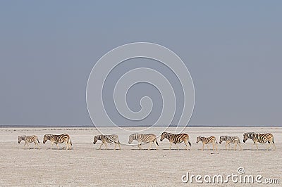 Burchell`s zebra herd in a salt pan, etosha nationalpark, namibia Stock Photo