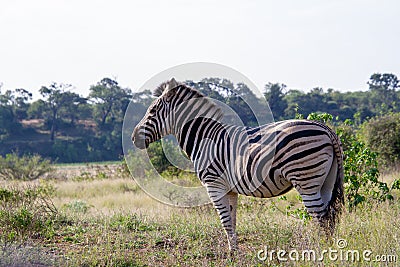 Burchell`s zebra in the Kruger Park landscape Stock Photo