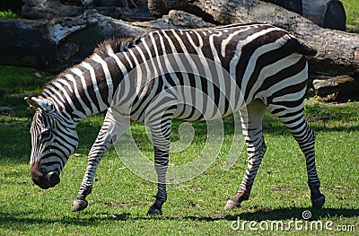 Burchell`s zebra is a southern subspecies of the plains zebra. Stock Photo