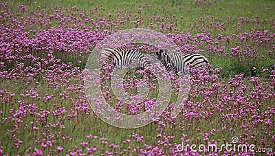 BURCHELL`S ZEBRA STANDING IN A FIELD OF GREEN GRASS AND PINK POMPOM WEED Stock Photo