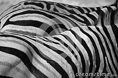 Burchell's Zebras (Black & White) Stock Photo