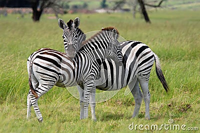 Burchell's zebras in love Stock Photo