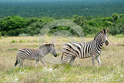 Burchell Zebra Stock Photo