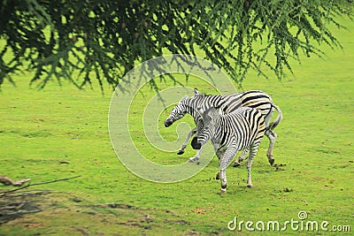 Burchell zebra Stock Photo