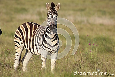 Burchell Zebra portrait Stock Photo