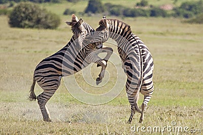 Burchell zebras Stock Photo