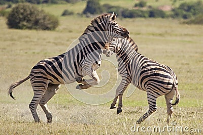 Burchell zebras Stock Photo