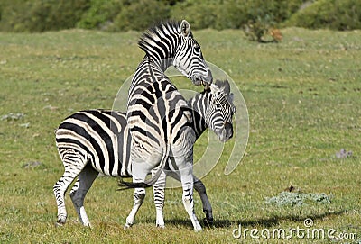 Burchell zebras playing in the field, Stock Photo