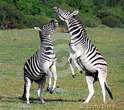 Burchell zebras playing in the field, Stock Photo