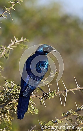 Burchells Starling - Botswana Stock Photo